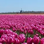 アパート Clematis