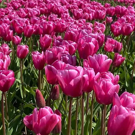 Апартаменты Clematis *