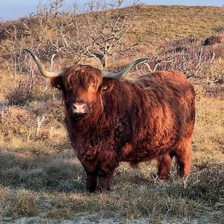 Clematis Берген