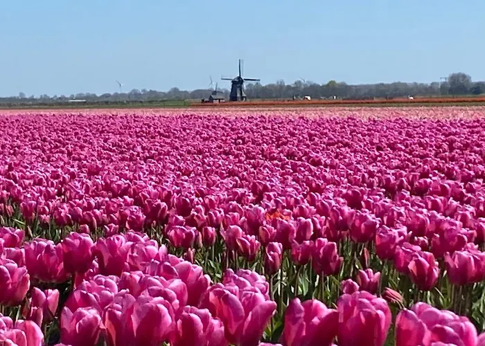 アパート Clematis