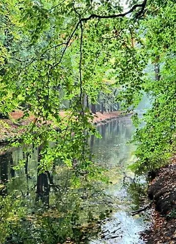 Clematis * ベルゲン