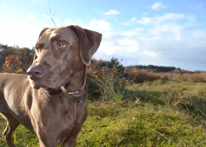 Clematis Апартаменты