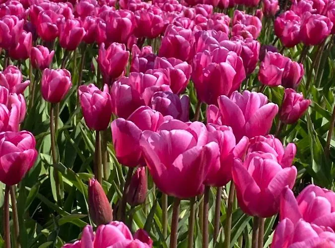 Апартаменты Clematis *