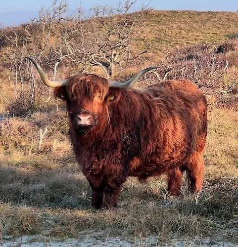 Clematis Берген